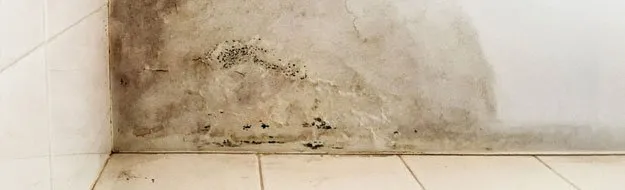 Mold remediation services at Prestige Flooring Center