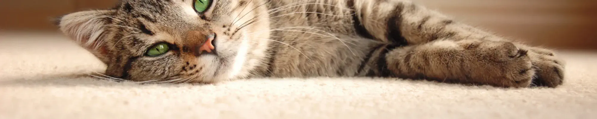 Carpet info provided by Prestige Flooring Center | Cathedral City CA