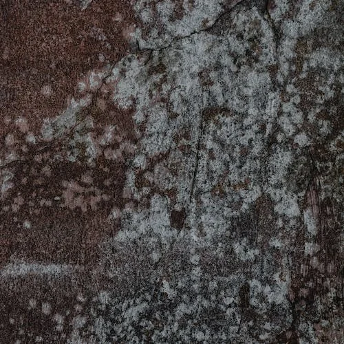 Rely on the highly trained team at Prestige Flooring & Restoration for exceptional mold remediation services.